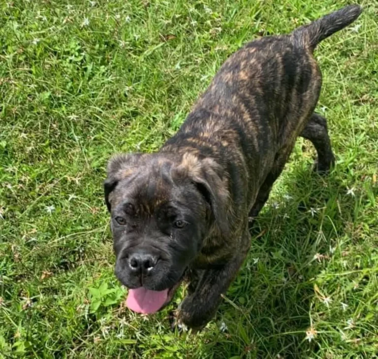 cane corso 123