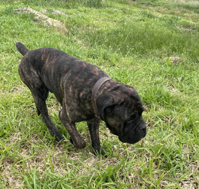 cane corzo 0