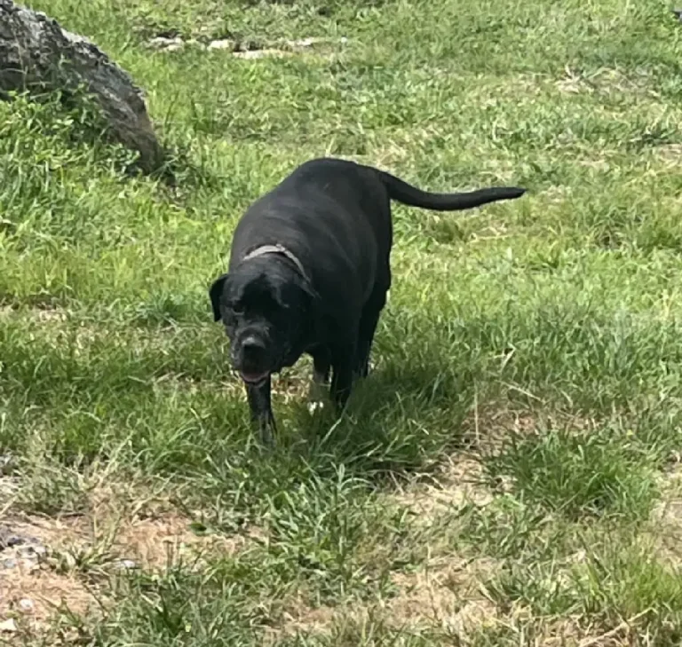 cane corzo1